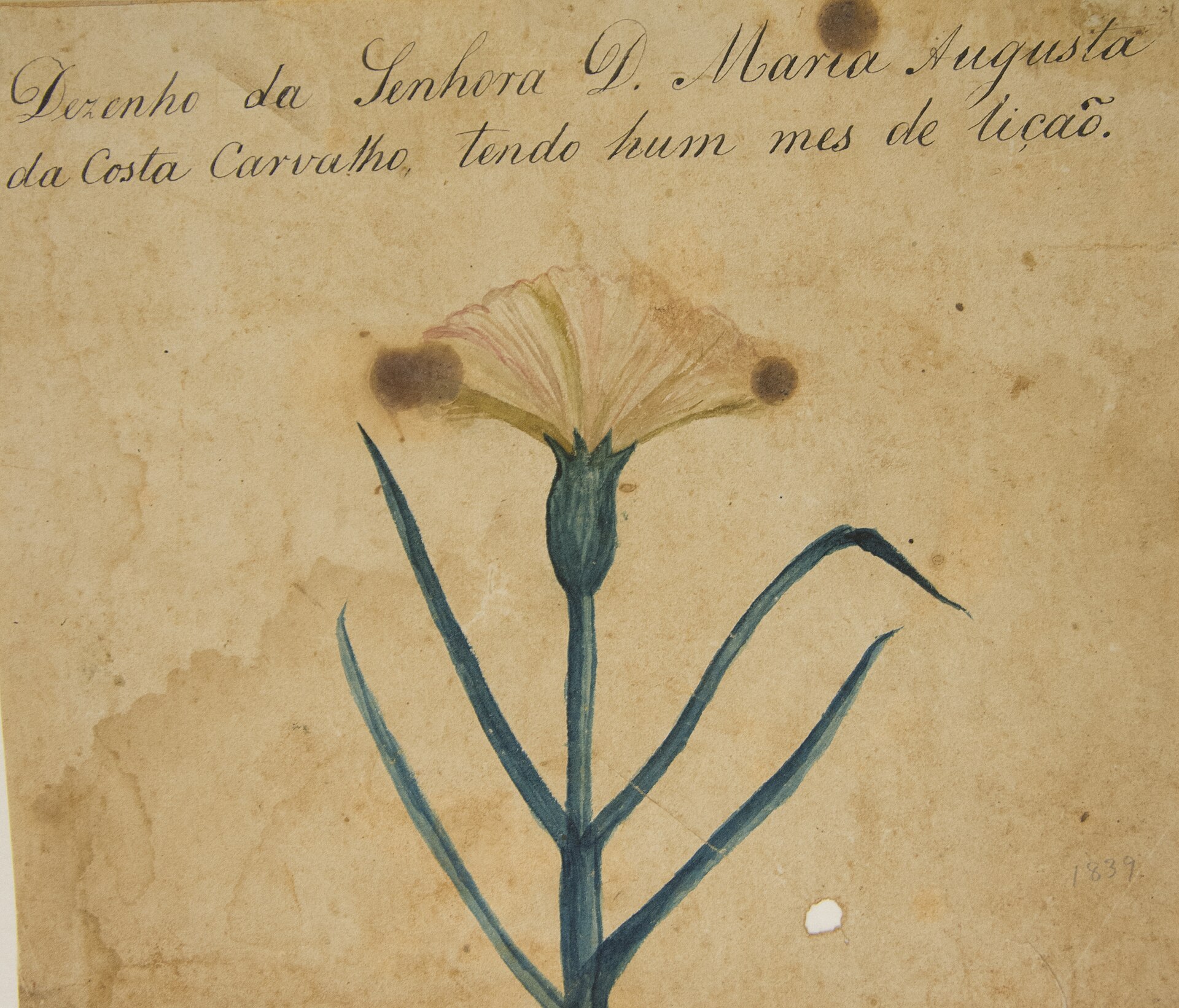Imagem de referência de Desenho de Planta - Álbum M. A. B. A. D. - Prancha N.5, descrito nos dados abertos como pintura de Maria Augusta da Costa Carvalho