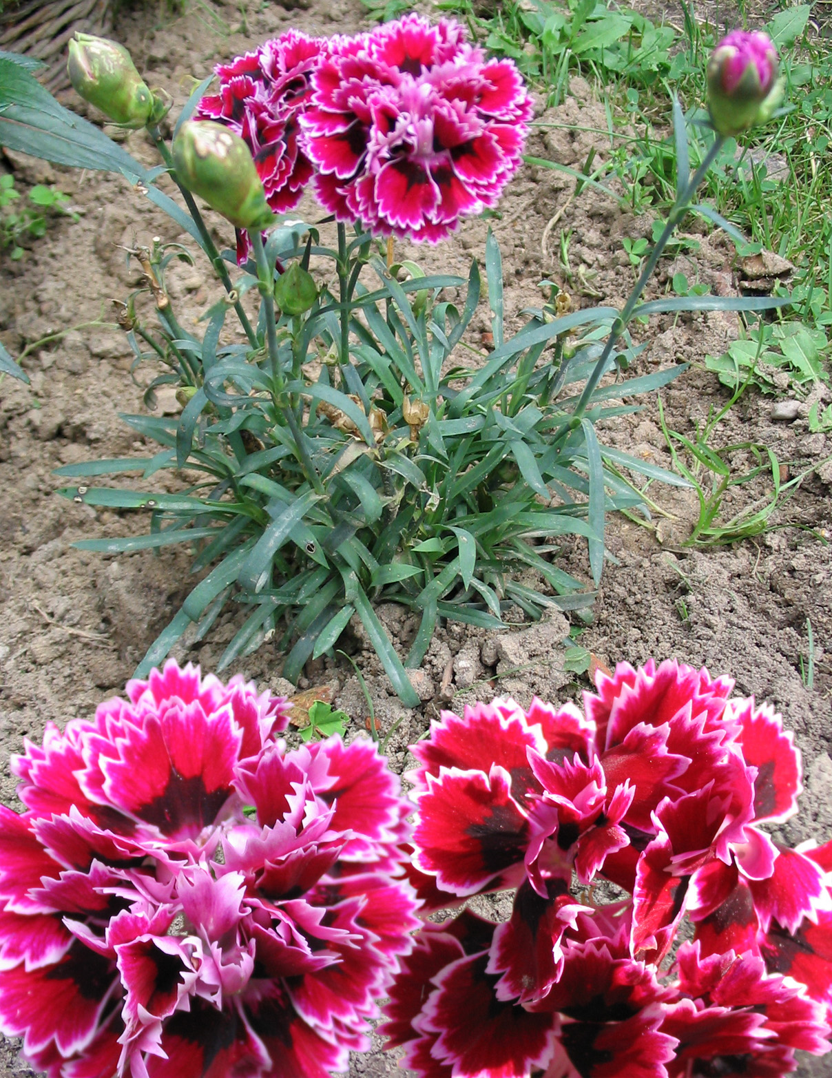 Imagem de referência de Dianthus, descrito nos dados abertos como género de plantas
