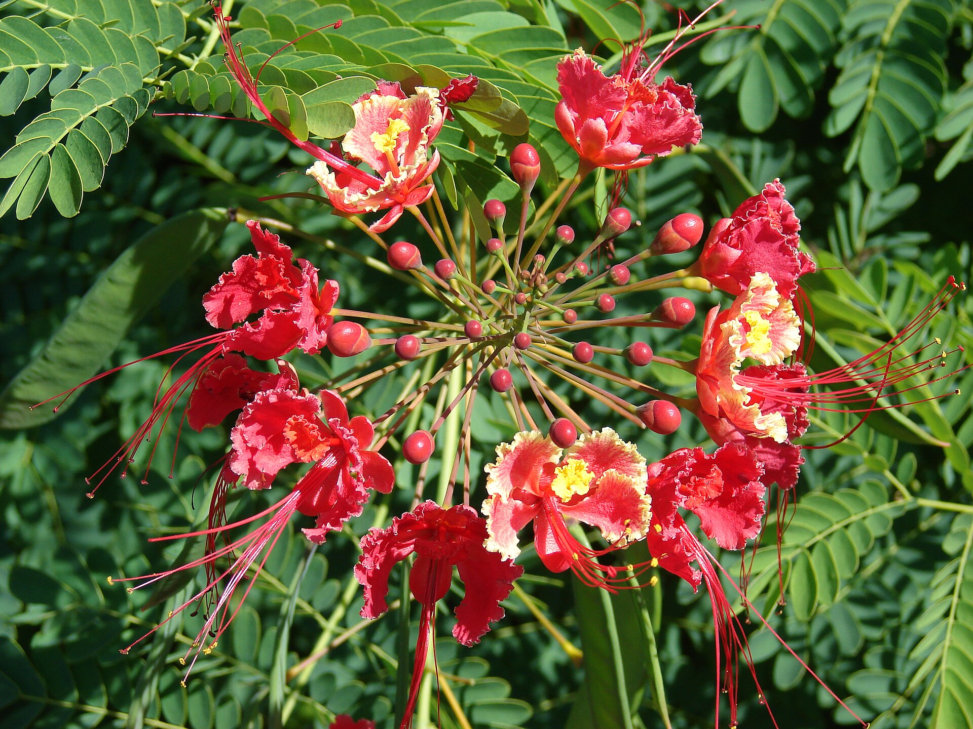 Imagem de referência de Caesalpinia, descrito nos dados abertos como género de plantas
