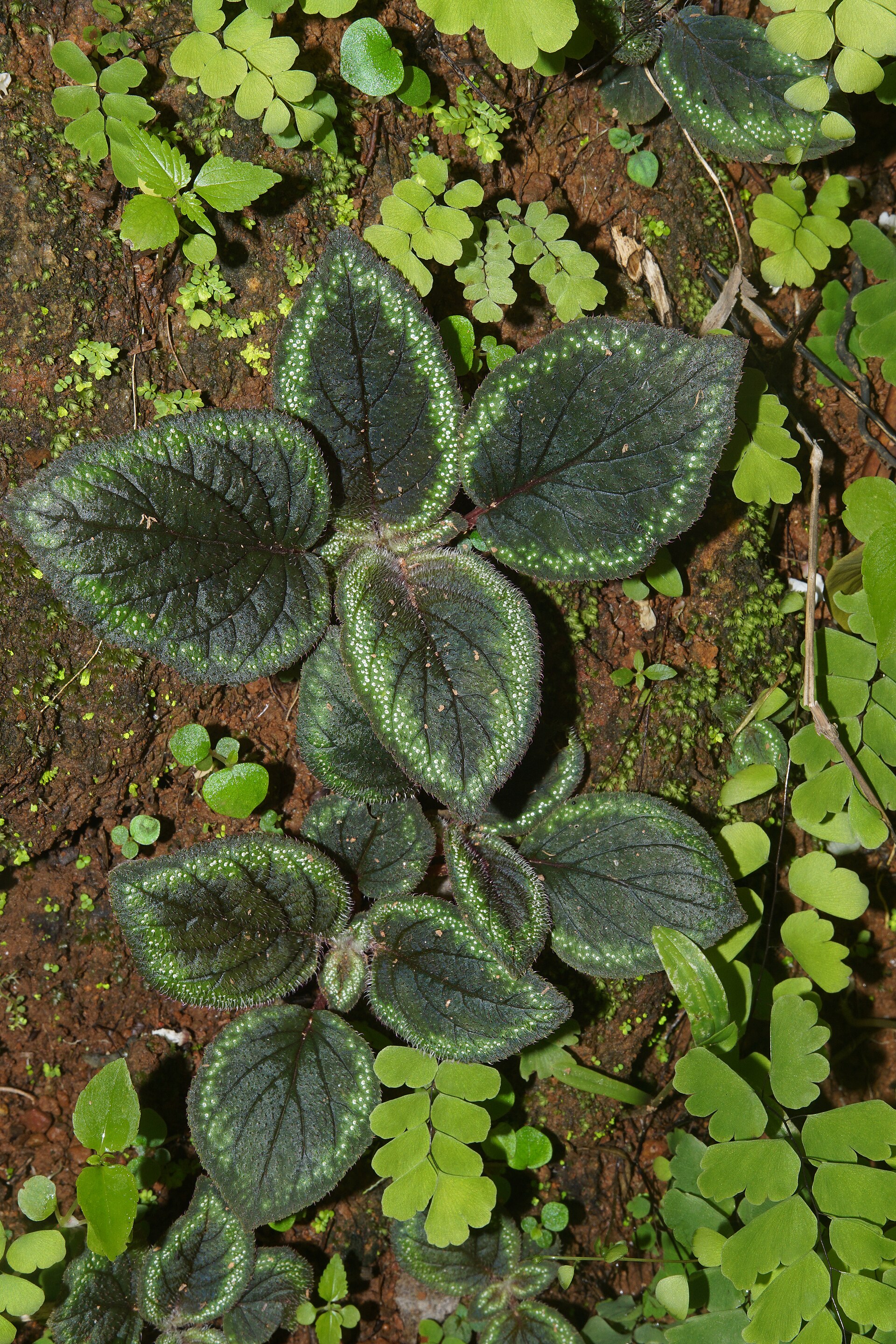 Imagem de referência de Melastomataceae, descrito nos dados abertos como família de plantas