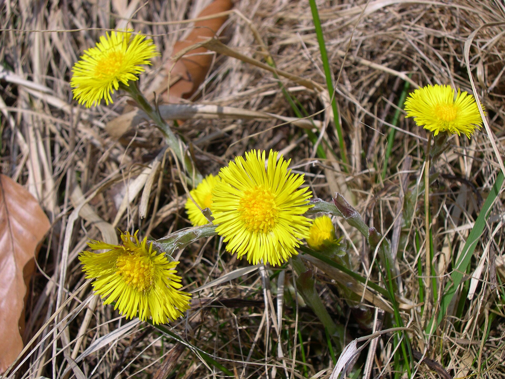 Imagem de referência de Tussilago, descrito nos dados abertos como género de plantas