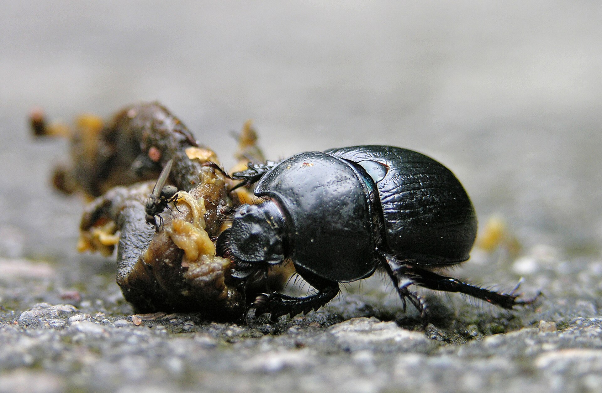 Imagem de referência de Ephemeroptera, descrito nos dados abertos como ciclo de Vida