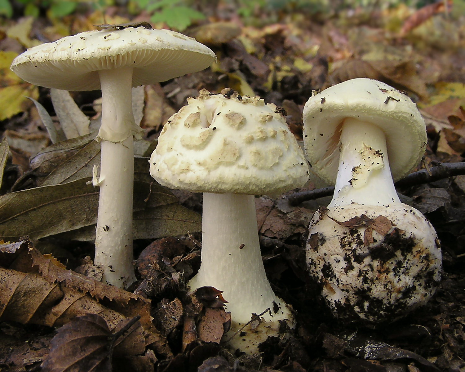 Imagem de referência de Fungi, descrito nos dados abertos como grupo de organismos eucariotas, que inclui micro-organismos tais como as leveduras, os bolores, bem como os mais familiares cogumelos