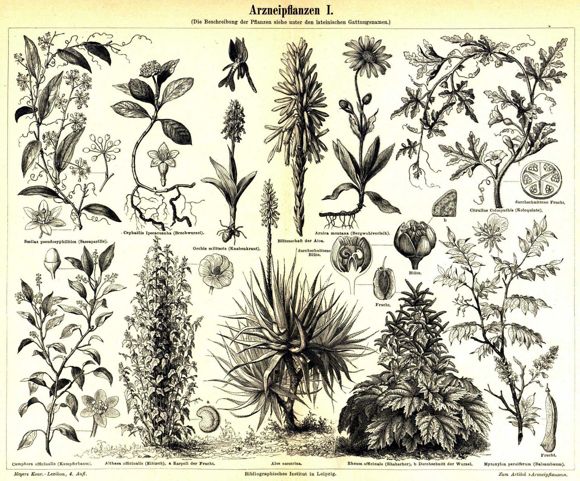 Imagem de referência de Myroxylon, descrito nos dados abertos como género de plantas