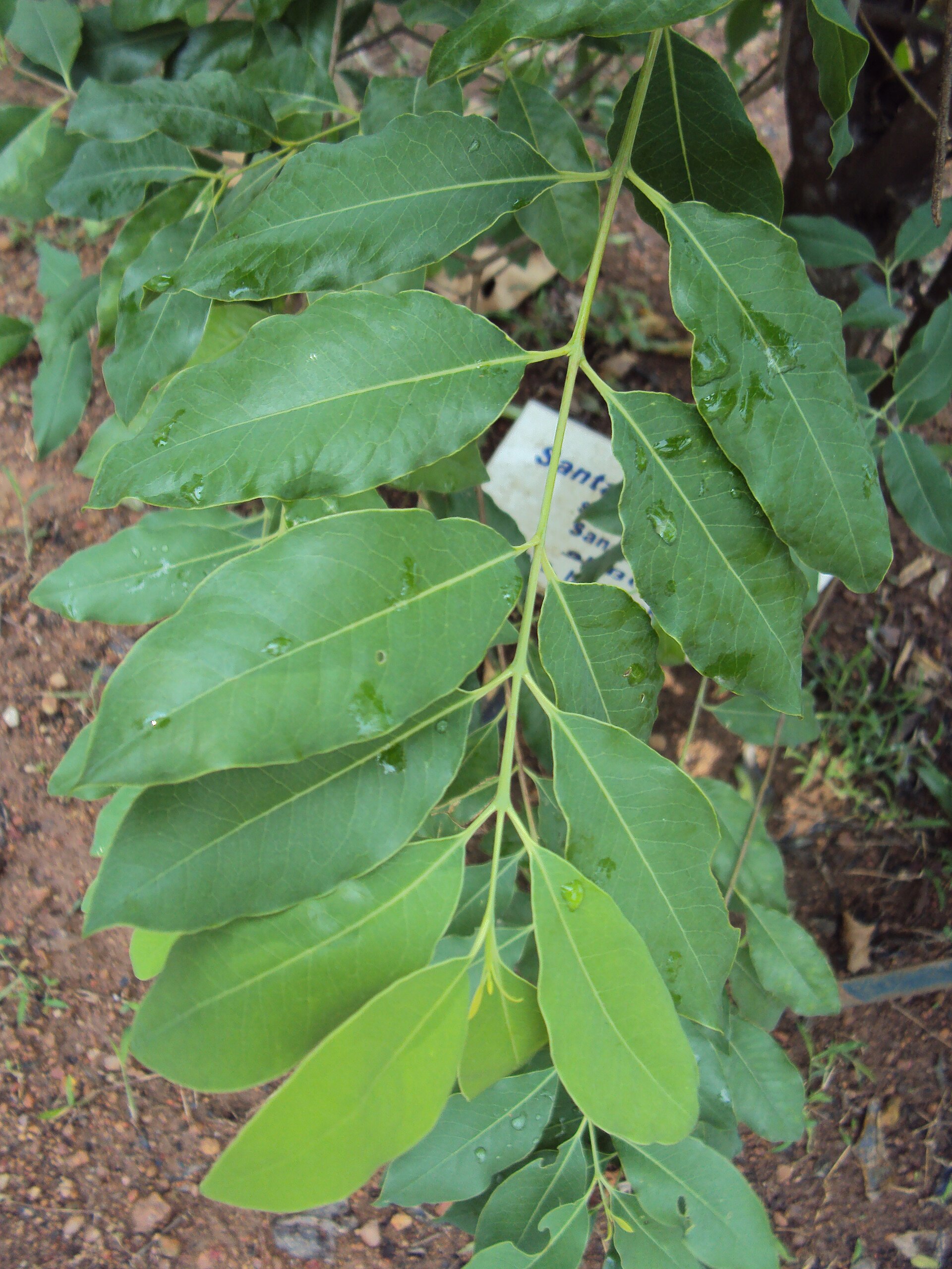 Imagem de referência de Santalum, descrito nos dados abertos como género de plantas
