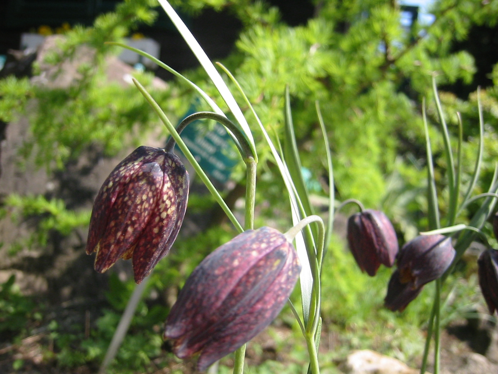 Imagem de referência de Fritillaria, descrito nos dados abertos como género de plantas