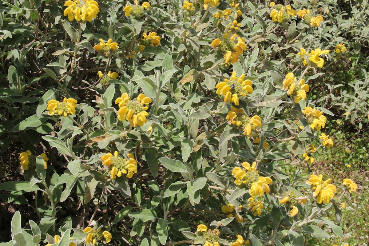 Imagem de referência de Phlomis, descrito nos dados abertos como género de plantas