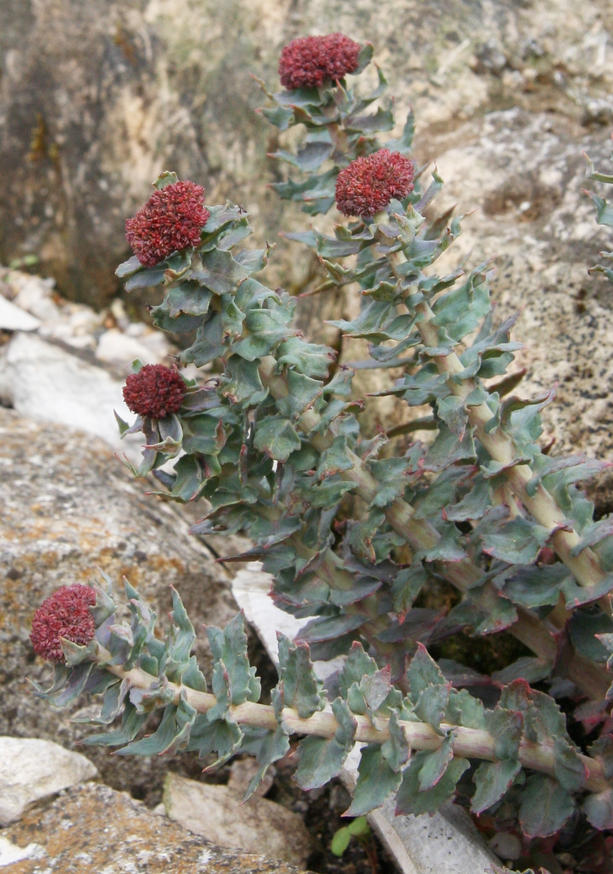 Imagem de referência de Rhodiola, descrito nos dados abertos como género de plantas