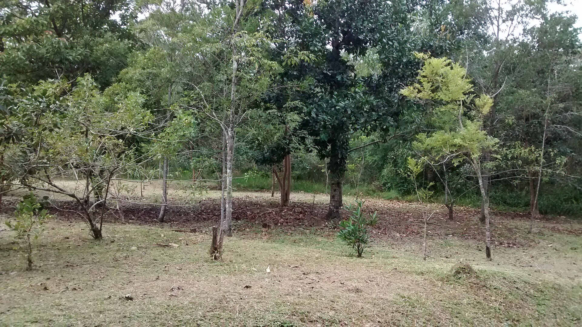 Imagem de referência de Parque Ecológico do Córrego Grande, descrito nos dados abertos como environmental conservation unit located in the municipality of Florianópolis
