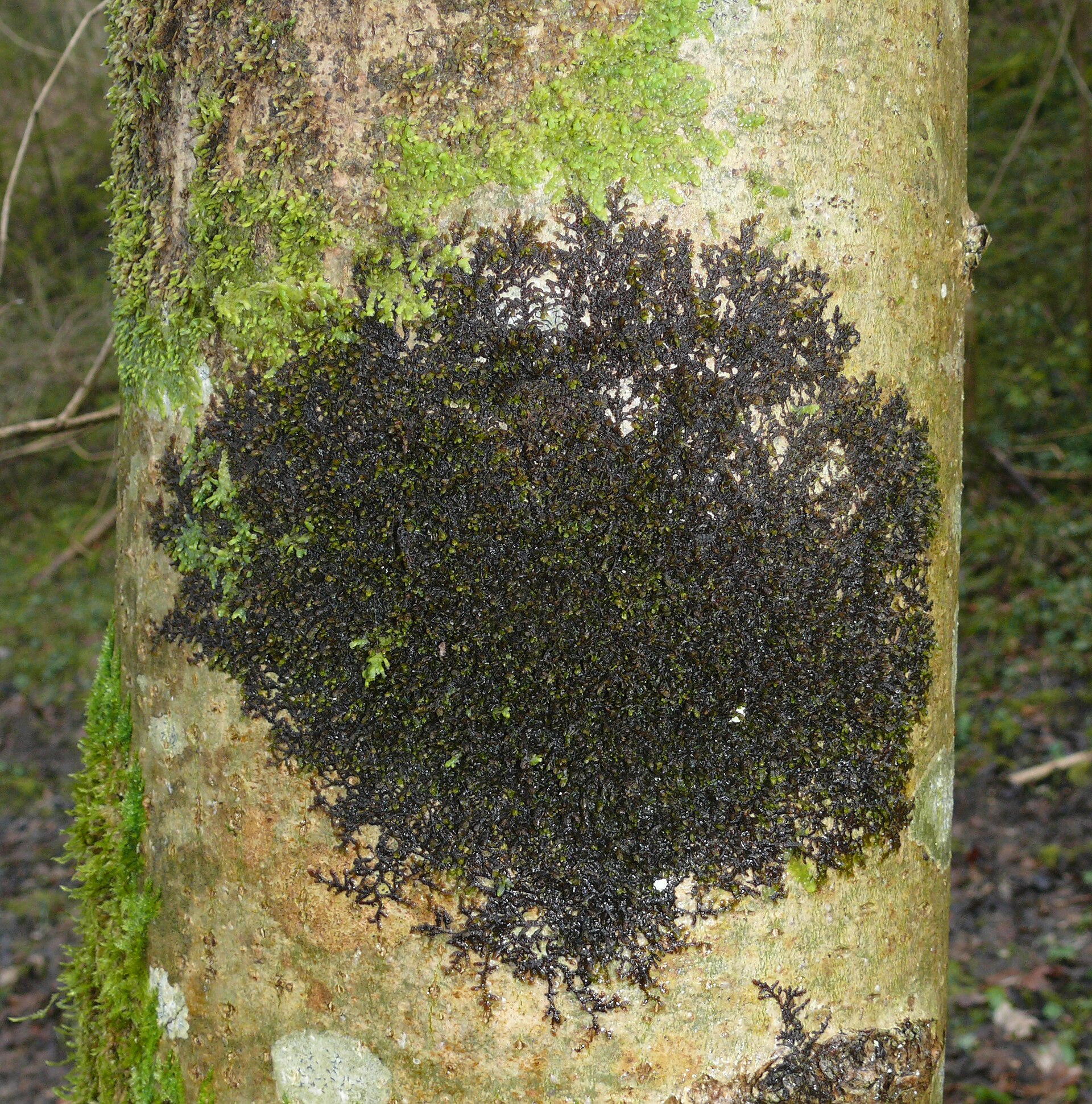 Imagem de referência de Frullania, descrito nos dados abertos como género de plantas