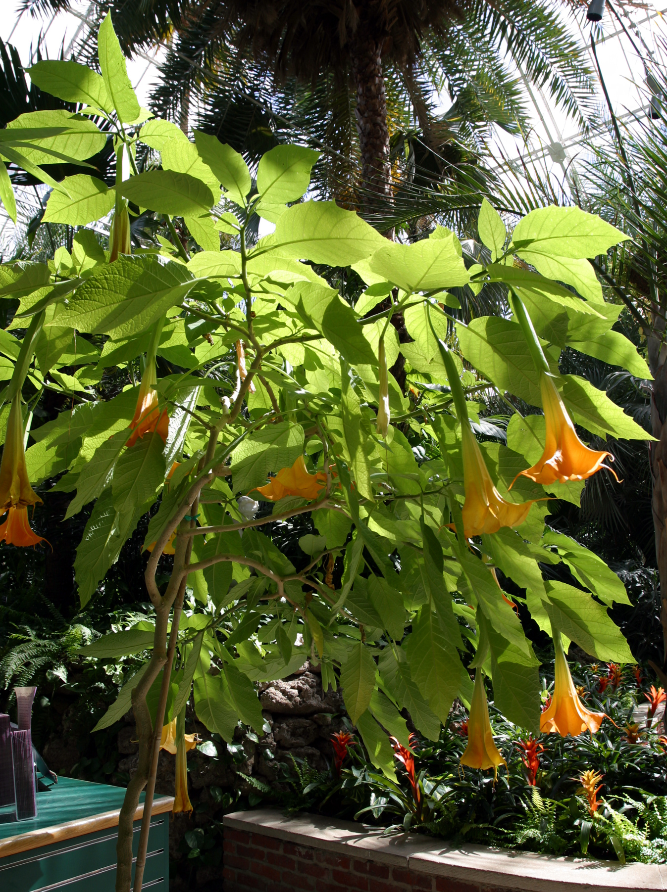Imagem de referência de Brugmansia, descrito nos dados abertos como género de plantas