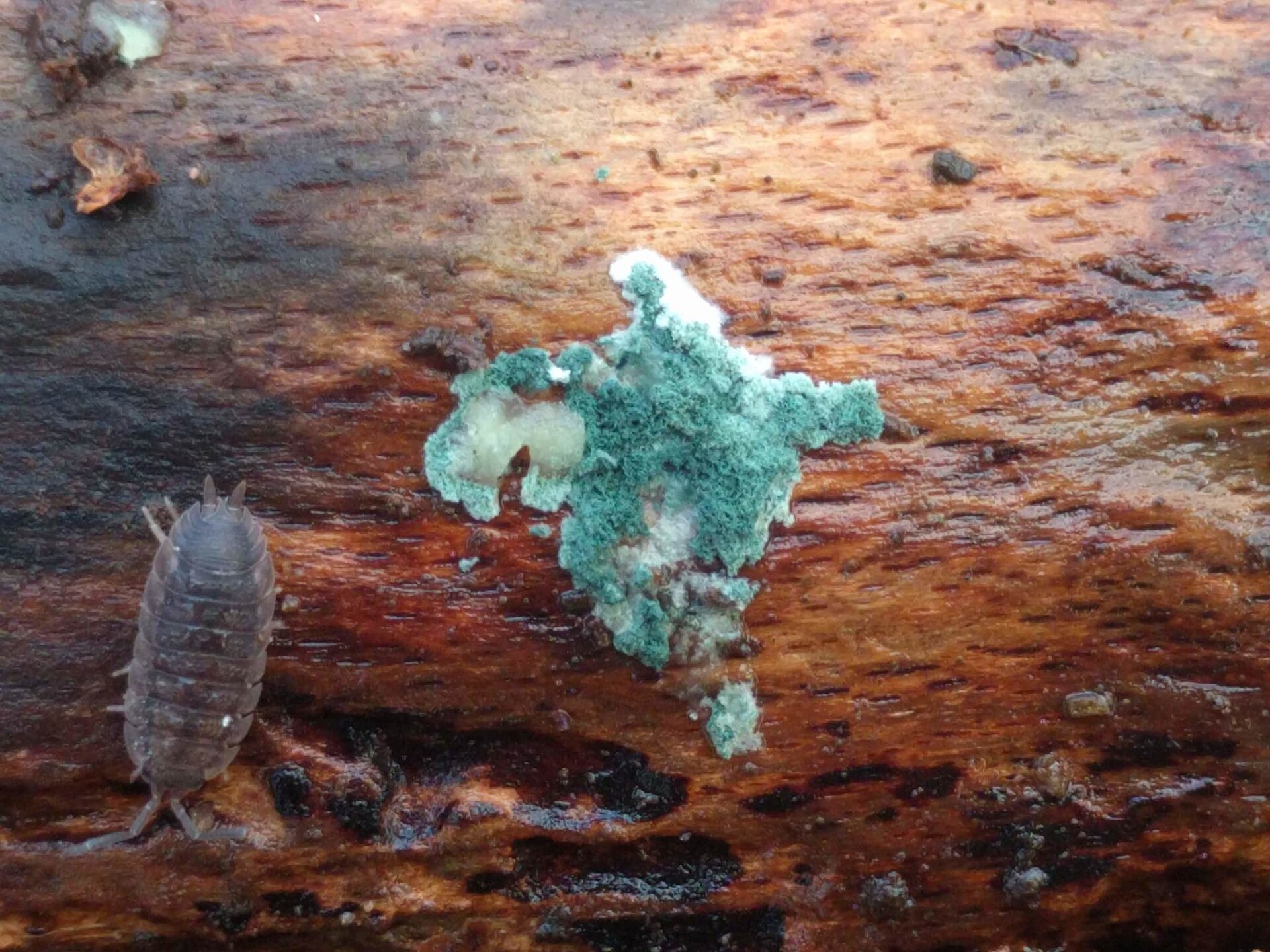 Imagem de referência de Trichoderma, descrito nos dados abertos como género de fungos