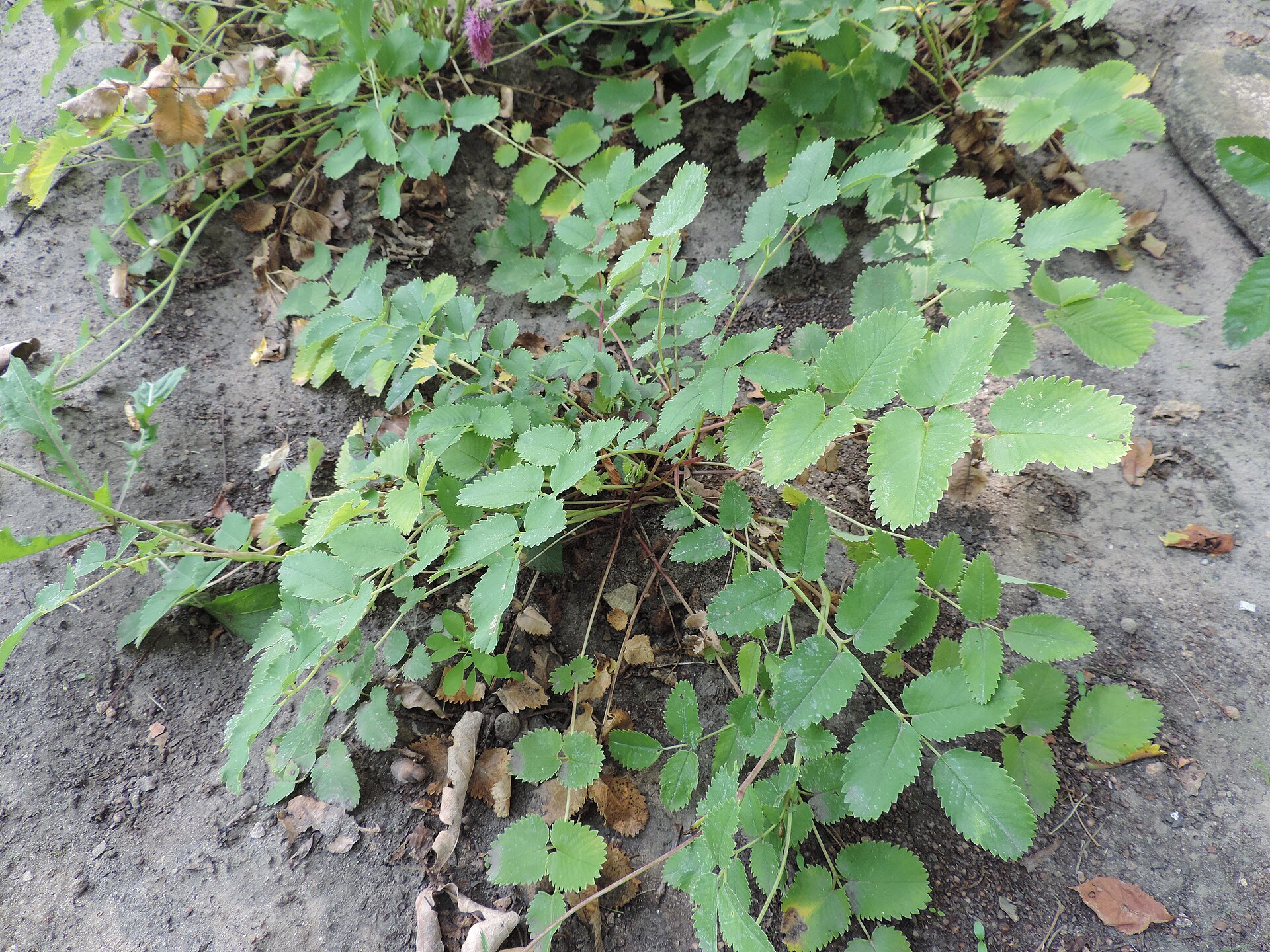 Imagem de referência de Sanguisorba, descrito nos dados abertos como género de plantas