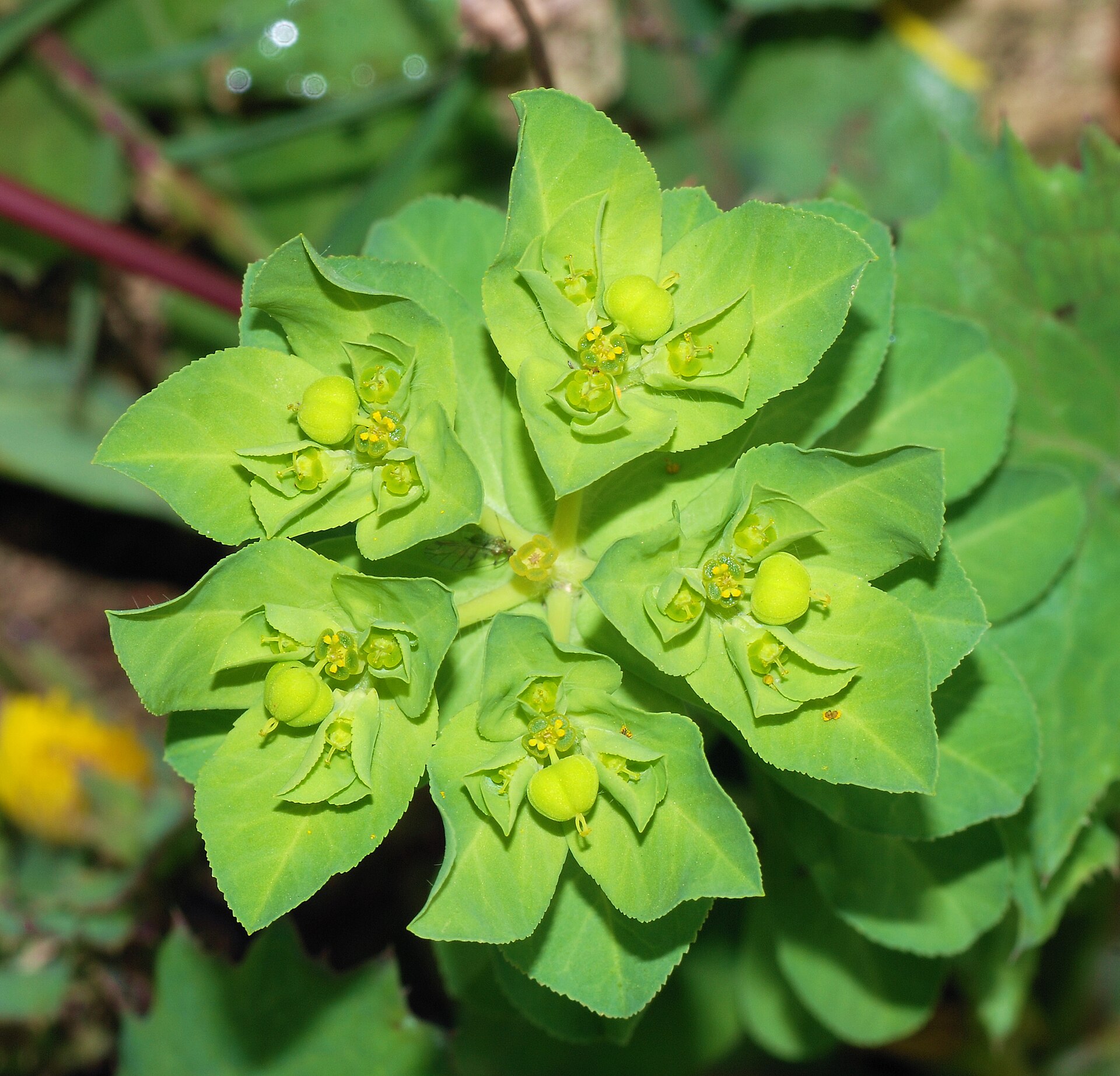 Imagem de referência de Euphorbia, descrito nos dados abertos como género de plantas