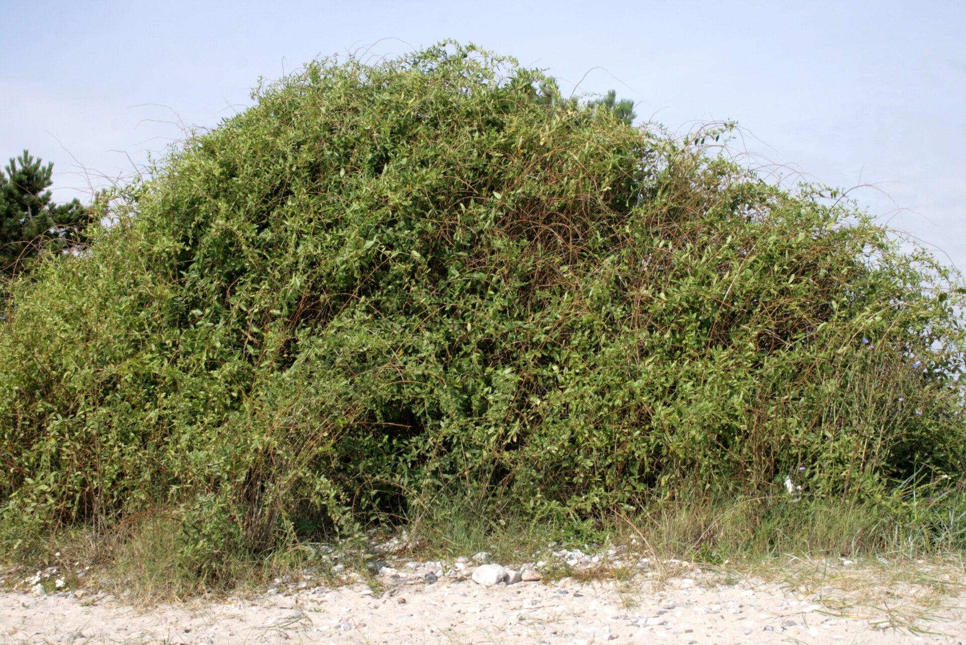 Imagem de referência de Lycium, descrito nos dados abertos como género de plantas