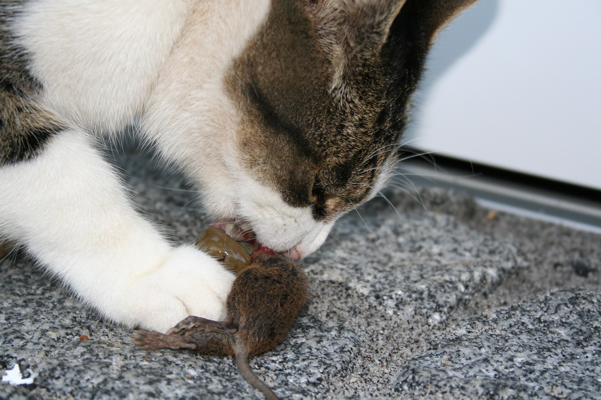 Imagem de referência de MouseHunt, descrito nos dados abertos como filme de 1998 dirigido por Gore Verbinski