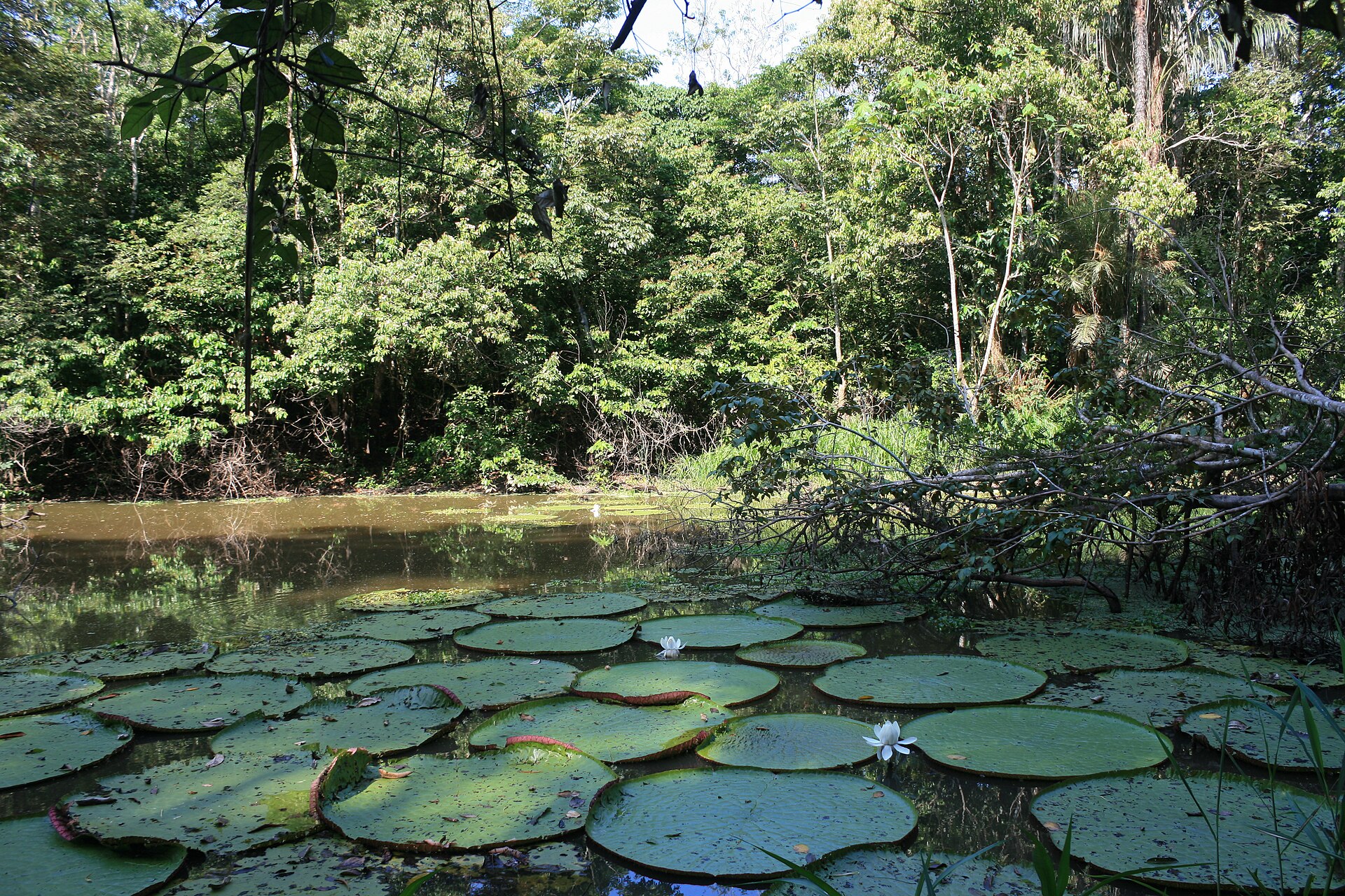 Imagem de referência de Reserva de Desenvolvimento Sustentável Mamirauá, descrito nos dados abertos como reserva de Desenvolvimento Sustentável Mamirauá de nível Estadual, localizado (a) em Manaus (AM), Tefé (AM)