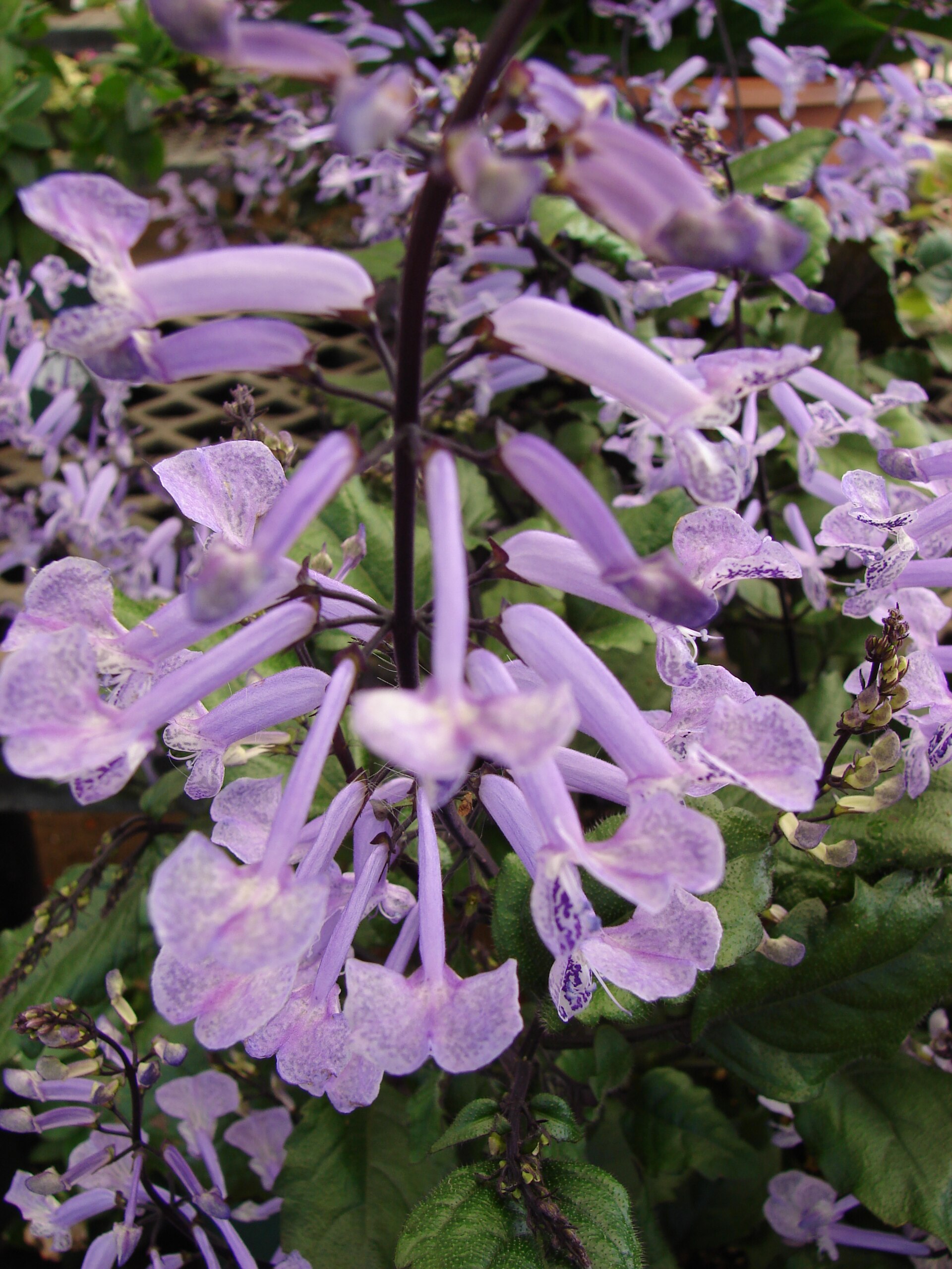 Imagem de referência de Plectranthus, descrito nos dados abertos como género de plantas