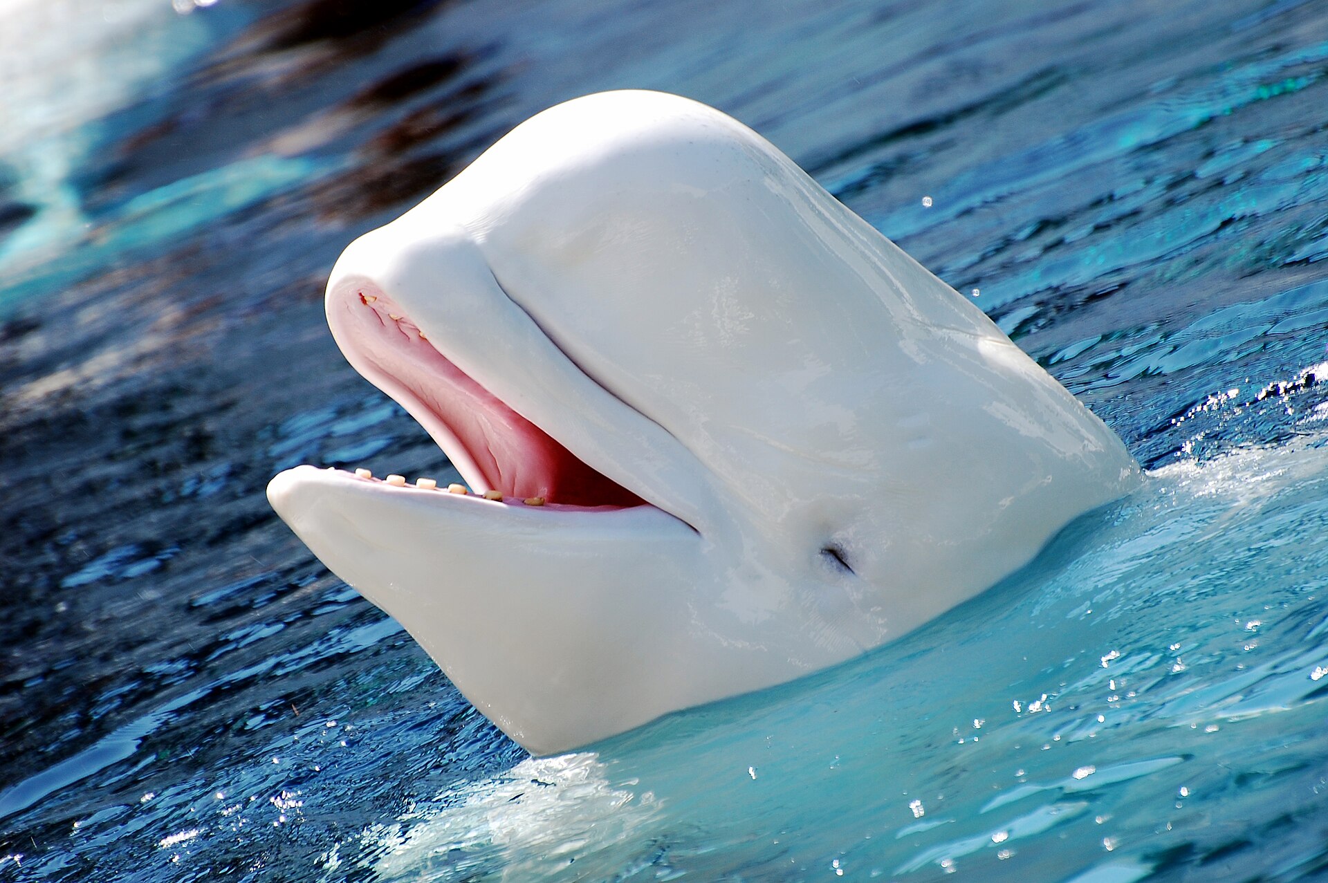 Imagem de referência relacionada a Beluga, item descrito como registro de referência sobre Beluga, organizado a partir de dados estruturados abertos