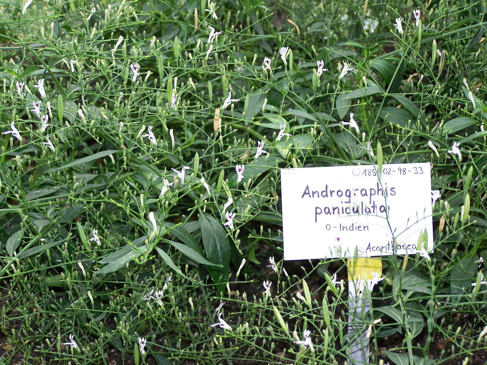 Imagem de referência de Andrographis, descrito nos dados abertos como género de plantas