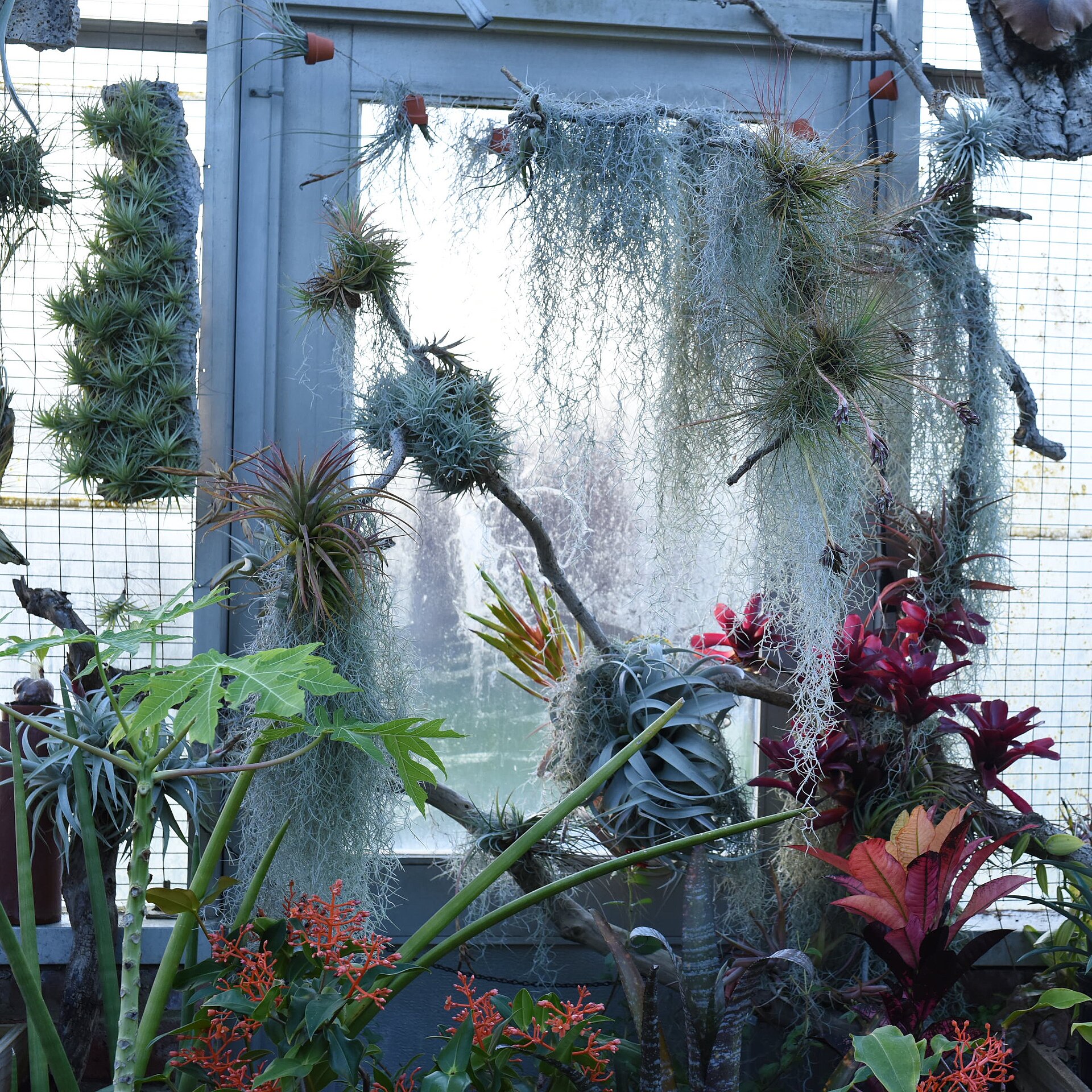 Imagem de referência de Bromeliaceae, descrito nos dados abertos como família de plantas