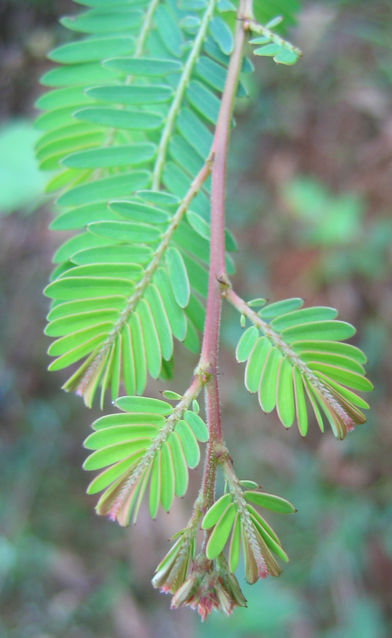 Imagem de referência de Phyllanthus, descrito nos dados abertos como género de plantas