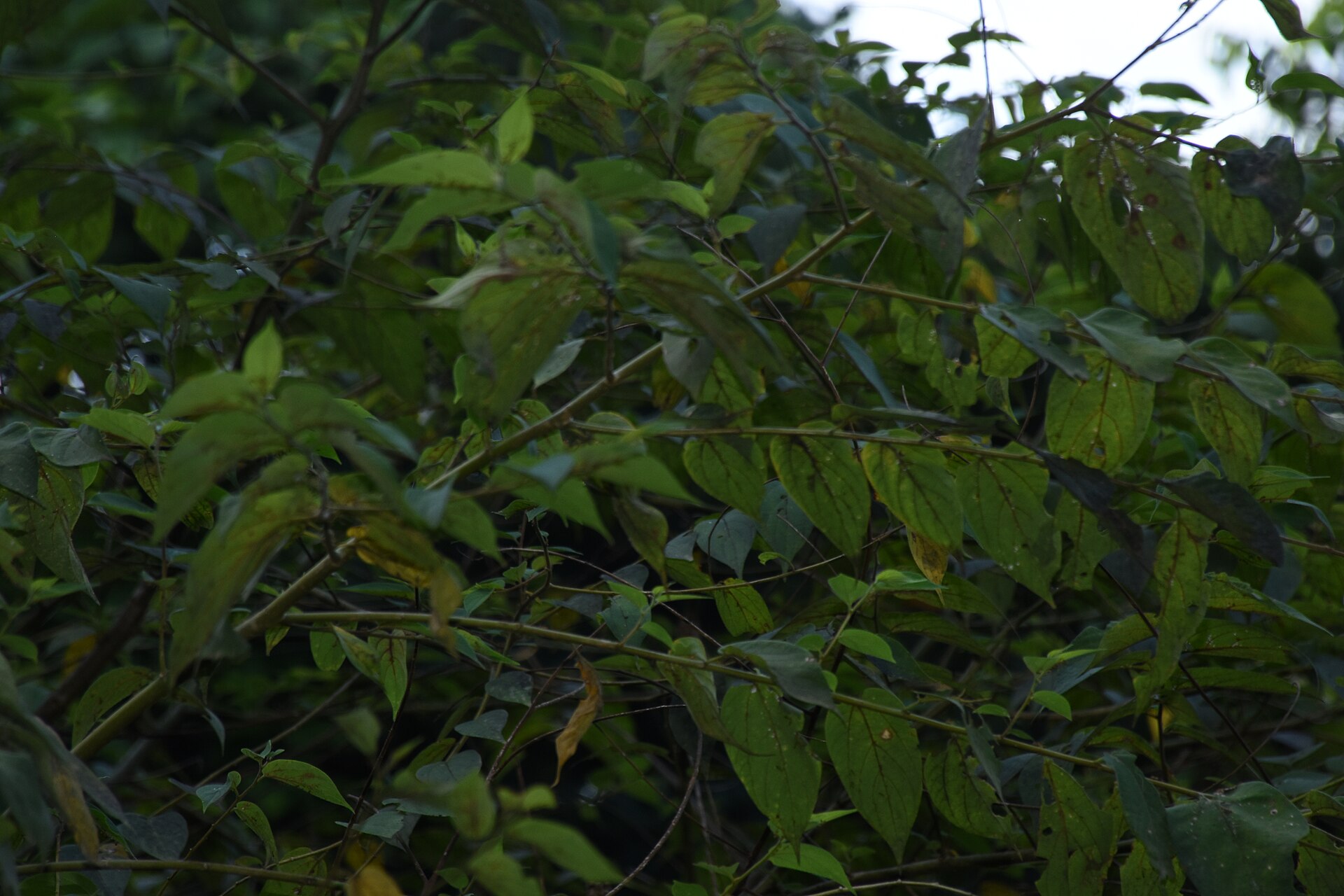 Imagem de referência de Trema, descrito nos dados abertos como género de plantas