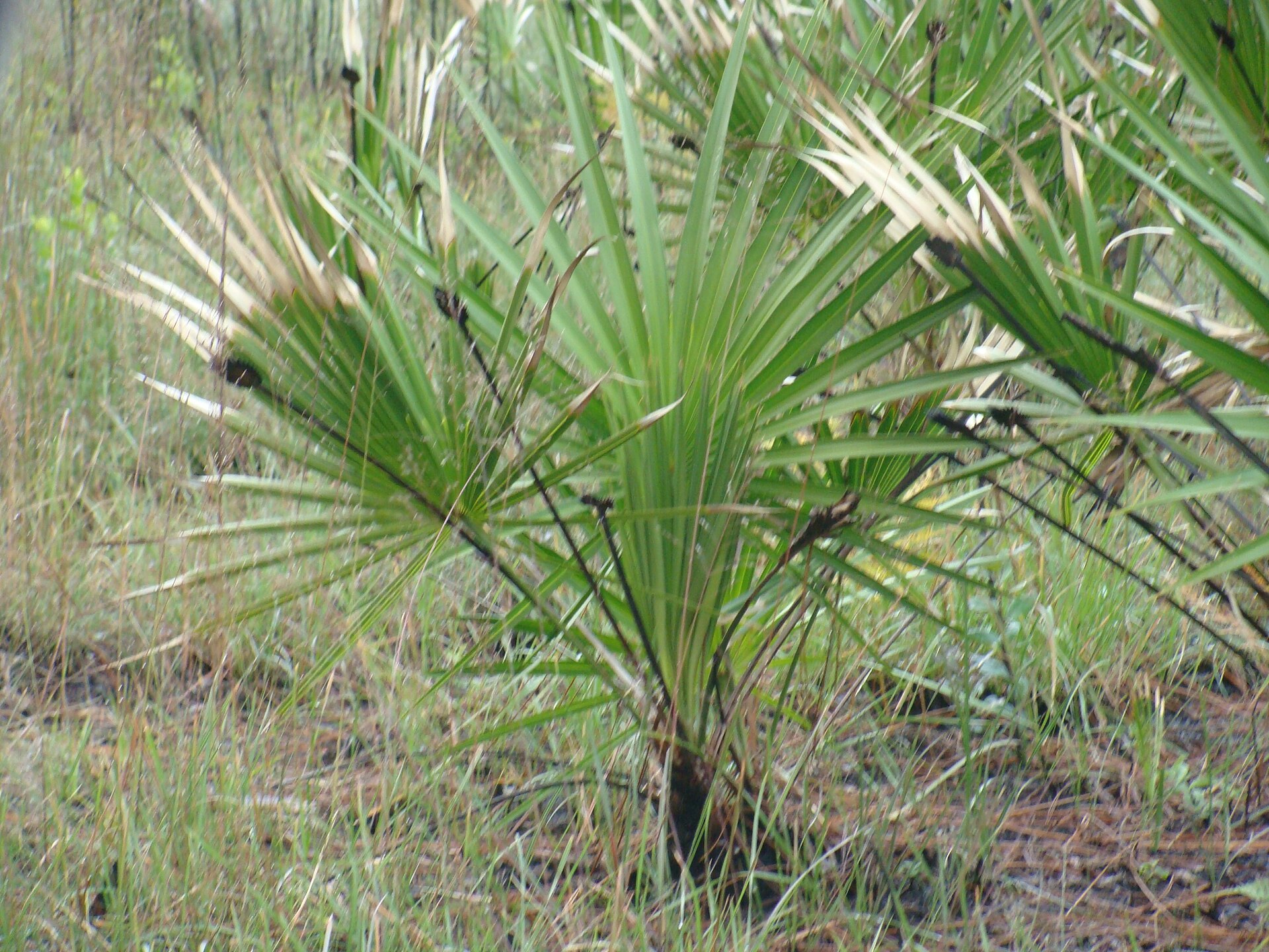 Imagem de referência de Serenoa, descrito nos dados abertos como género de plantas