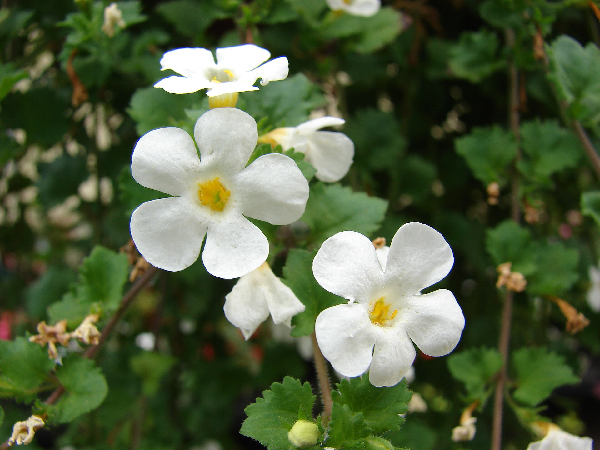 Imagem de referência de Lamiales, descrito nos dados abertos como ordem de plantas com flor que inclui espécies como o alecrim e a hotelā