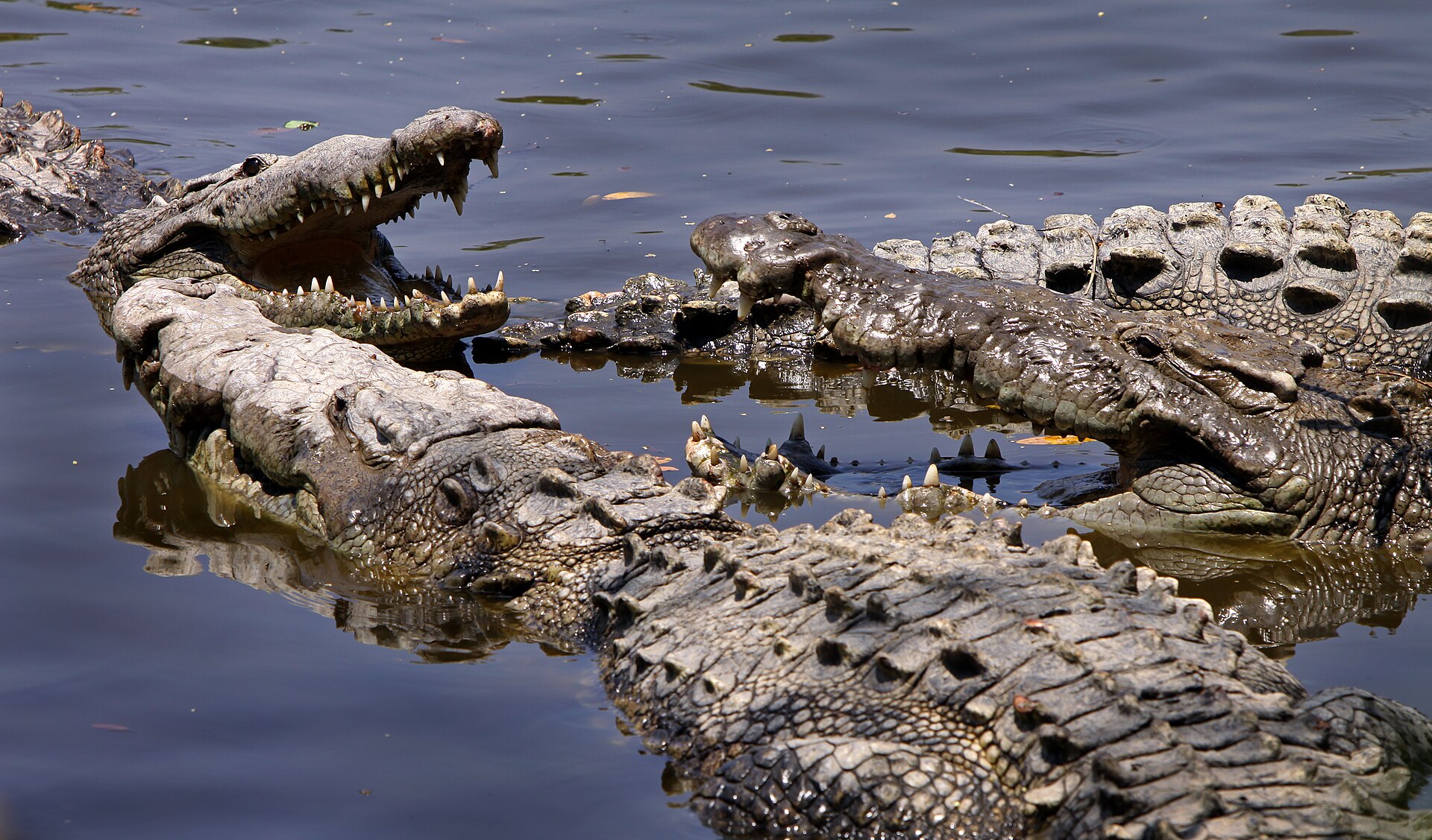 Imagem de referência de Crocodilo, descrito nos dados abertos como filme de 2000 dirigido por Tobe Hooper