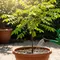 7 Cara Mengerdilkan Pohon Belimbing agar Muat di Pot dan Cepat Berbuah