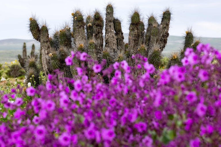 Deserto colorido: Atacama floresce após volume de chuva inédito provocado pelo El Niño; veja fotos