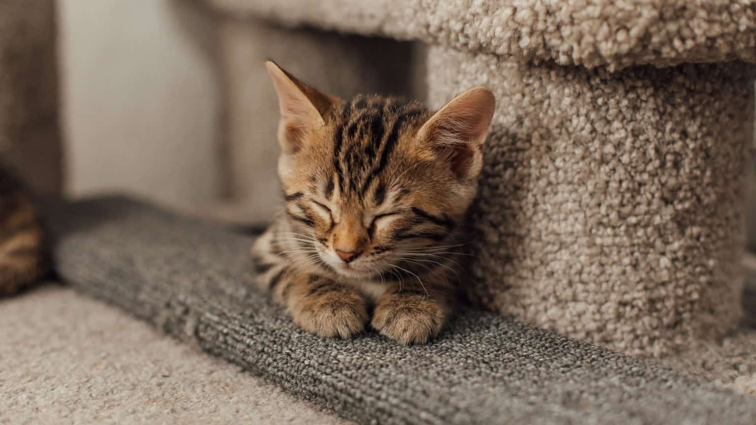 O pequeno felino que enganou cientistas e virou a primeira nova espécie de gato em 100 anos