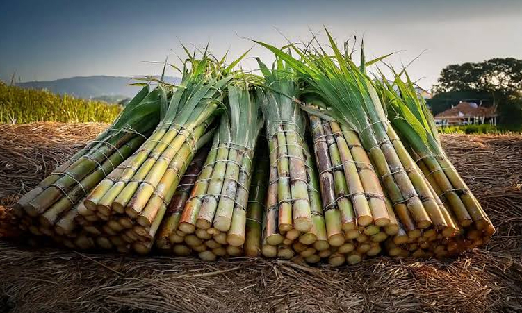 O que Significa Realmente a Agência Africana?
