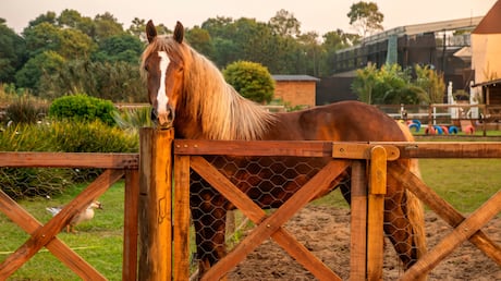 De volta às origens! Adriane Galisteu celebra retorno do microfone branco; entenda!