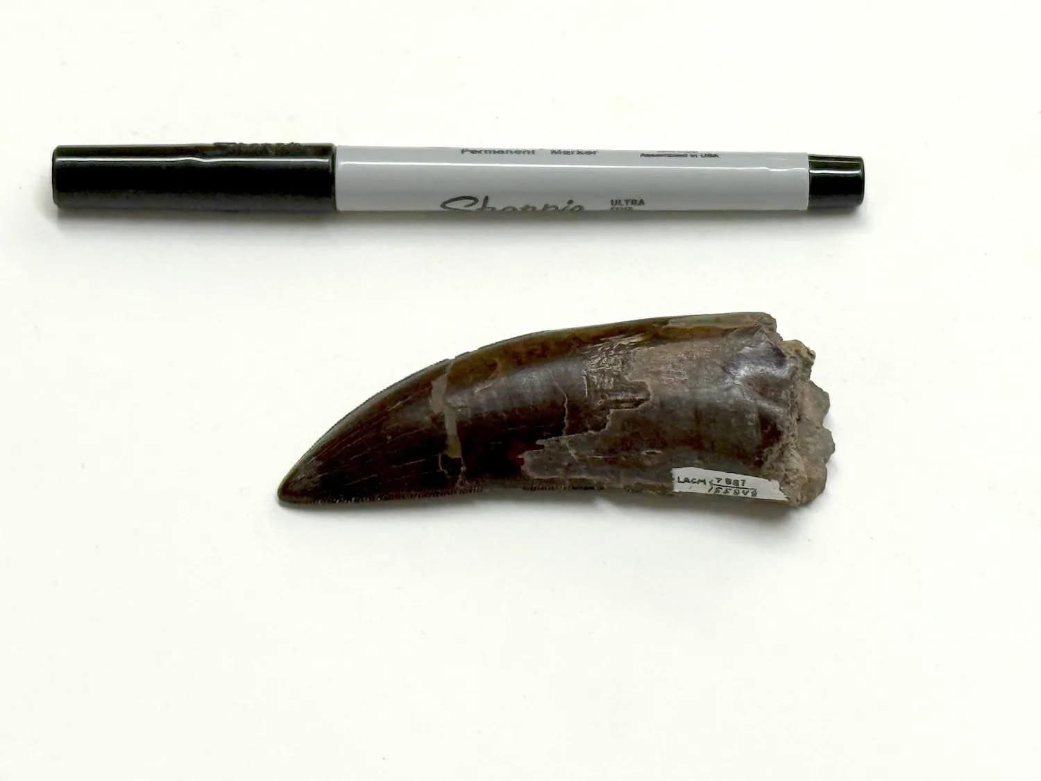 Dente fossilizado de T. rex
