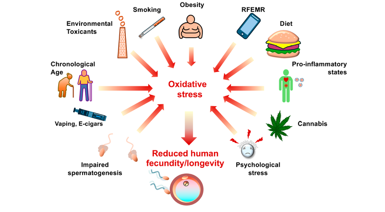 Saúde do pai pode interferir no desenvolvimento dos filhos até a velhice, diz estudo