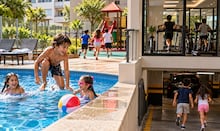 Nem cão, nem gato: moradora quer ovelha como suporte emocional dentro de casa