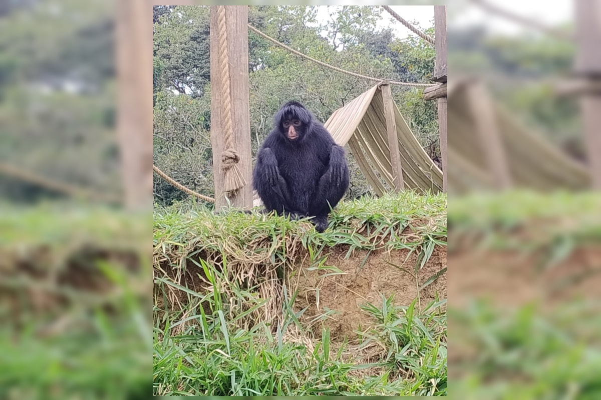 Macaco ameaçado de extinção viaja do DF para SP e vai viver com 3 fêmeas