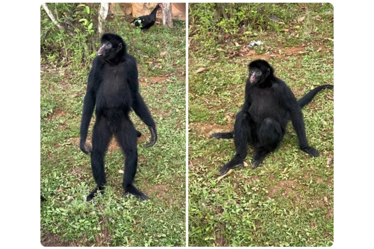 Imagem da matéria: Macaco ameaçado de extinção viaja do DF para SP e vai viver com 3 fêmeas