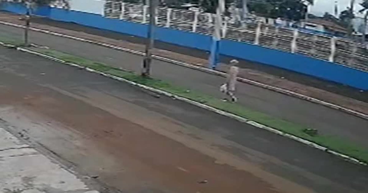 Motorista sem CNH atropela idosa, foge e é liberado após prisão em MG; vídeo flagrou acidente