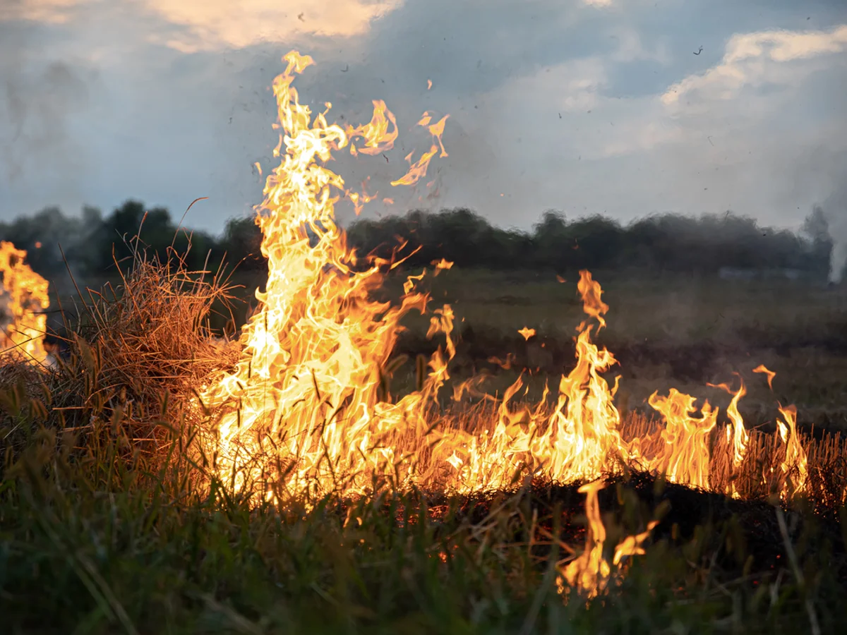 Cerrado é preparado para o fogo, mas incêndio frequente evita recuperação