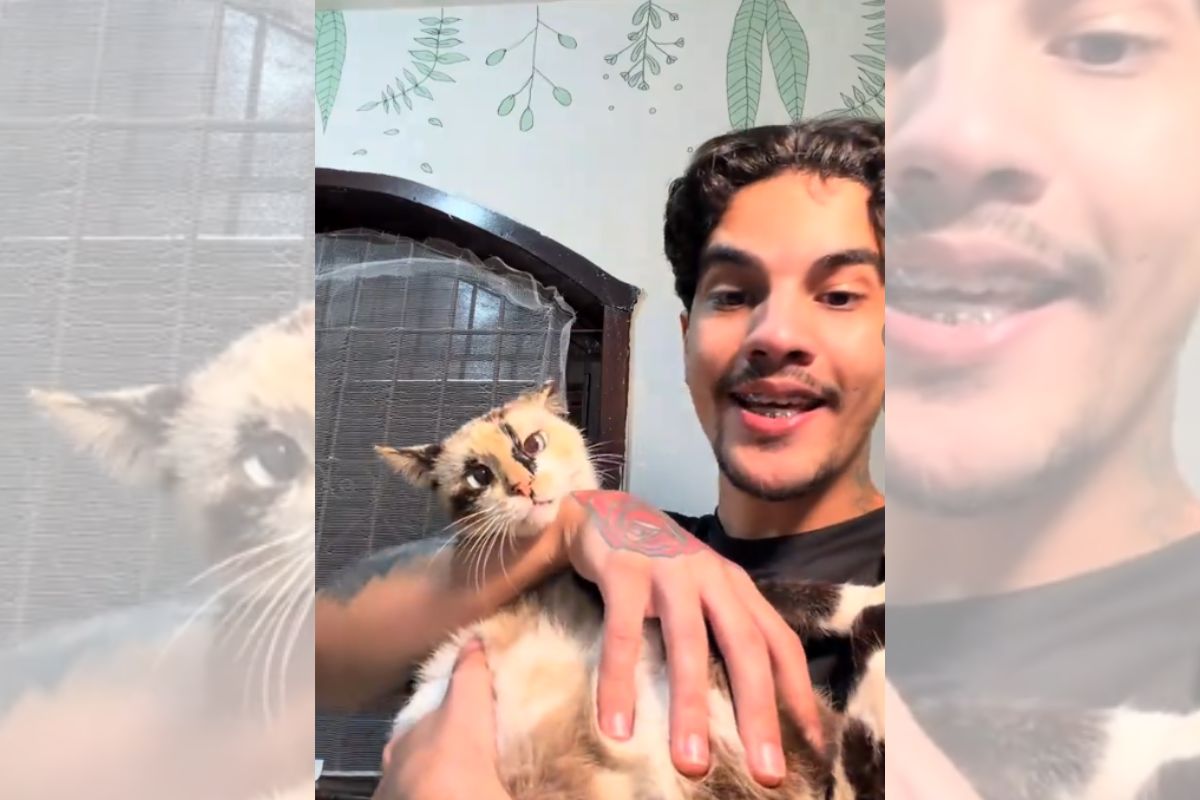 Motorista de aplicativo nega socorro a gata envenenada em estado grave