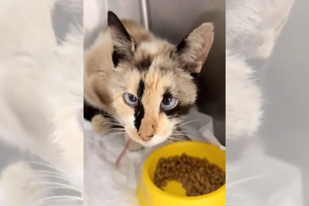 Imagem da matéria: Motorista de aplicativo nega socorro a gata envenenada em estado grave