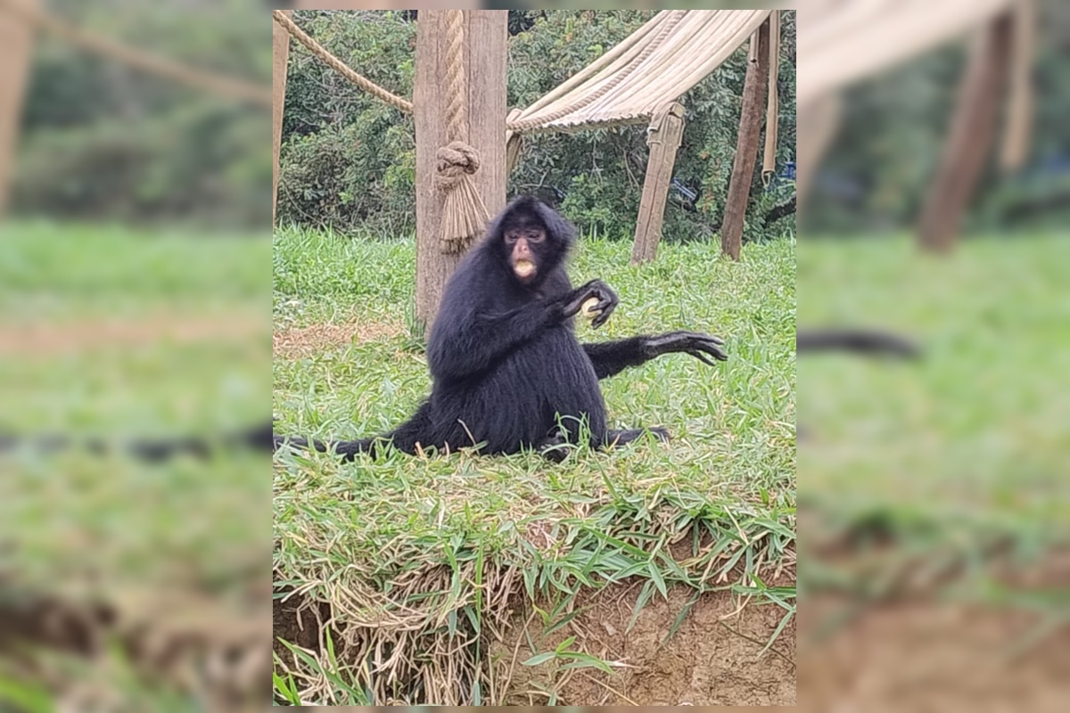 Macaco ameaçado de extinção viaja do DF para SP e vai viver com 3 fêmeas